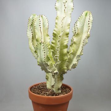 Euphorbia ingens 'Variegata'