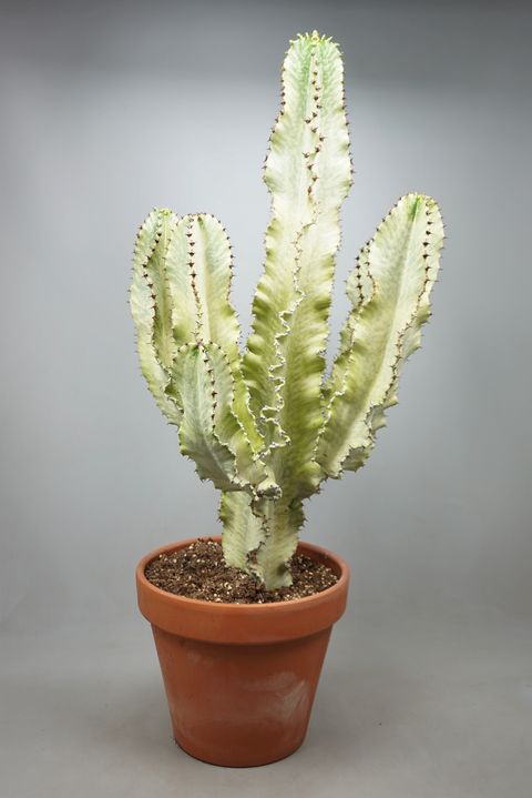 Euphorbia ingens 'Variegata'