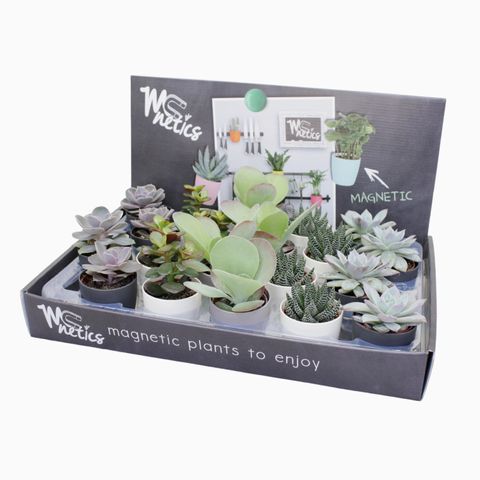 Succulents MIX