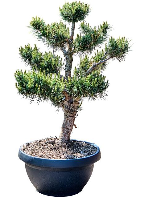 Pinus sylvestris 'Watereri'