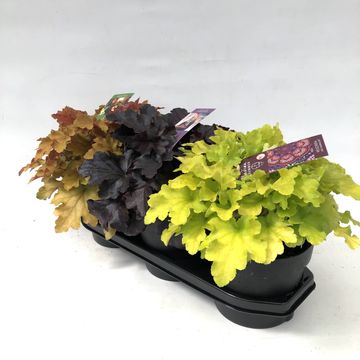 Heuchera INDIAN SUMMER MIX