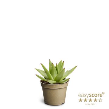 Echeveria agavoides 'Ebony'