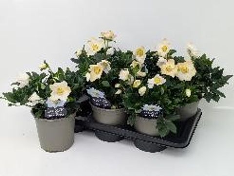Helleborus niger HGC JERRY