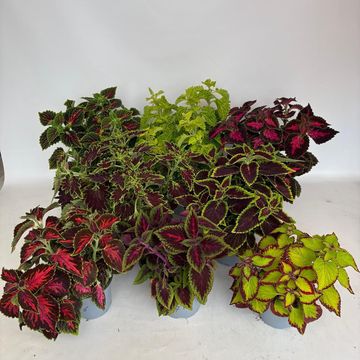 Coleus MIX