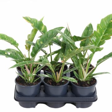 Philodendron 'Ring of Fire'