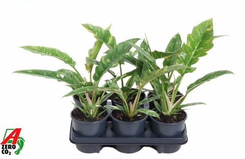 Philodendron 'Ring of Fire'