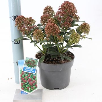 Skimmia japonica RUBESTA JOS