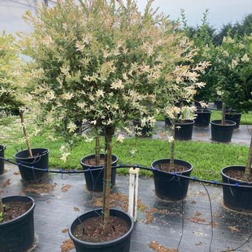 Ива integra 'Хакуро-нишики'