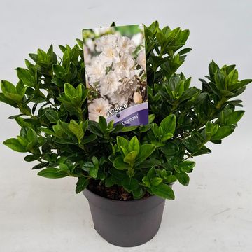 Rhododendron EISPRINZESSIN (AJ)
