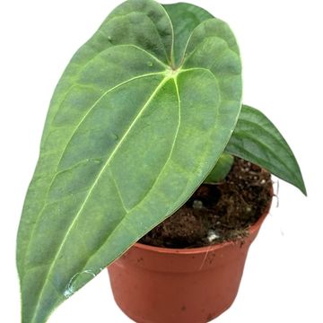 Anthurium regale x nigrolaminum 'Gigi'