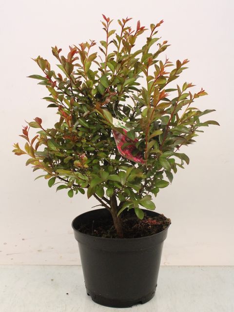 Lagerstroemia indica MIX