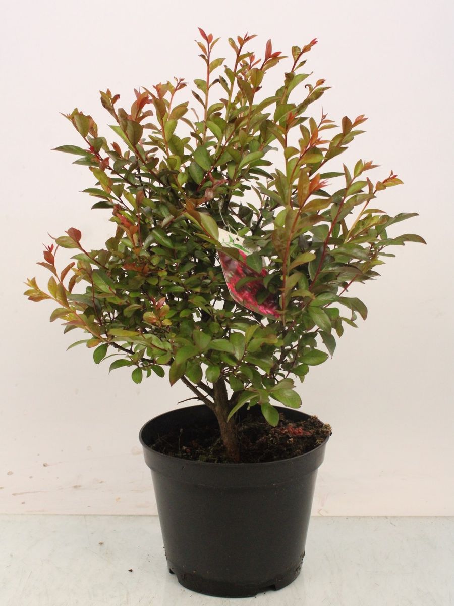 Lagerstroemia indica MIX — Plant Wholesale FlorAccess