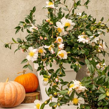 Camellia sasanqua MIX