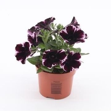 Petunia SWEETUNIA MISS MARVELOUS