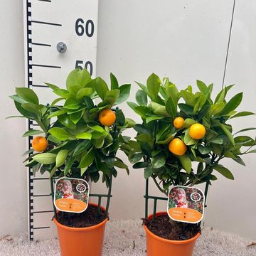 x Citrofortunella microcarpa