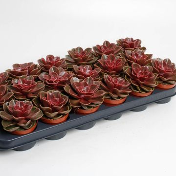 Echeveria 'Magic Red'
