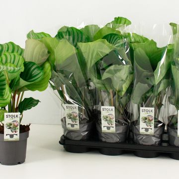 Calathea orbifolia - plante paon - plante d'intérieur - purificateur d'air  - ⌀14 cm - ↕40-45 cm
