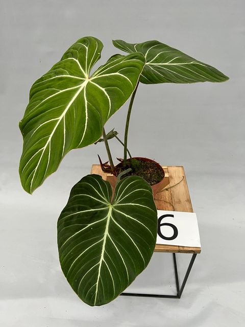 Filodendro gloriosum