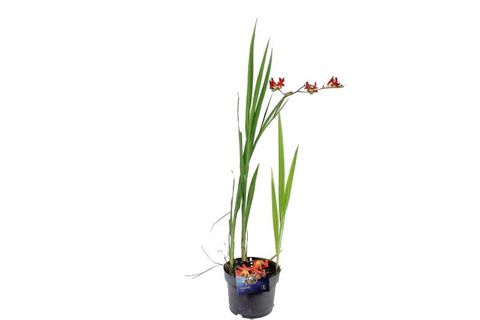 Crocosmia 'Météore'