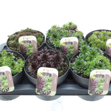 Sempervivum MIX