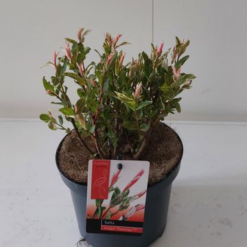 Salix integra 'Flamingo'