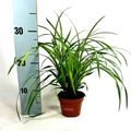 Carex morrowii 'Irish Green'