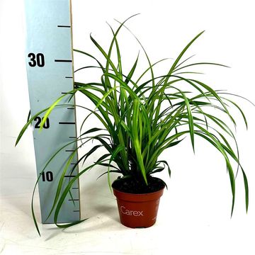 Carex morrowii 'Irish Green'