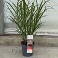 Miscanthus sinensis 'Lady in Red'