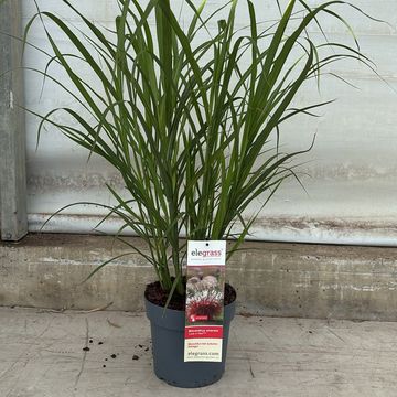 Miscanthus sinensis 'Lady in Red'