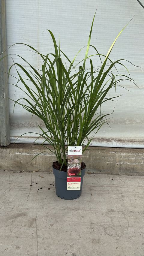 Miscanthus sinensis 'Lady in Red'