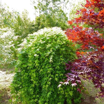 Acer palmatum 'Ryusen'