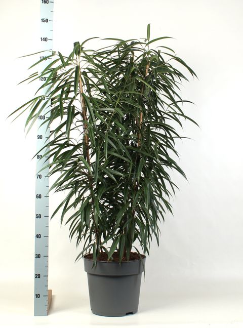 Ficus binnendijkii 'Alii'