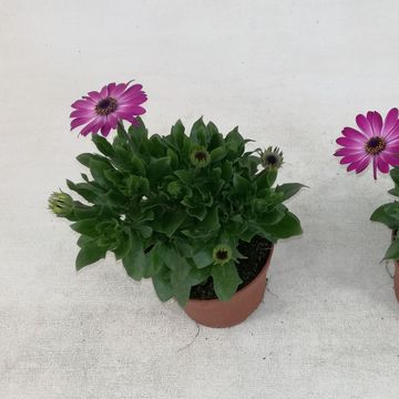 Osteospermum MARGARITA PINK FLARE