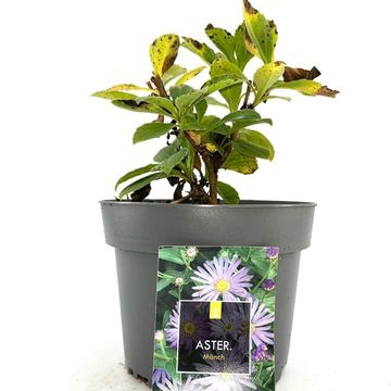 Aster x frikartii 'Mönch'