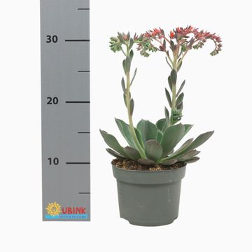 Echeveria BLUE PRINCE