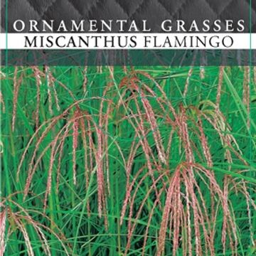 Miscanthus sinensis 'Фламинго'