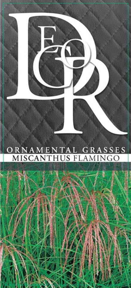 Miscanthus sinensis 'Flamingo'