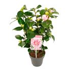 Camellia japonica 'Bonomiana'