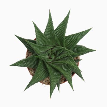 Haworthia limifolia