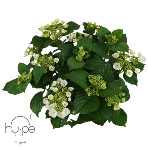 Hydrangea macrophylla LACECAP WHITE