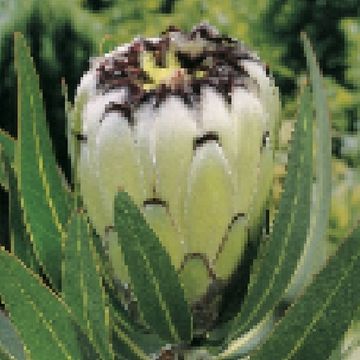 Protea neriifolia 'Cream Mink'