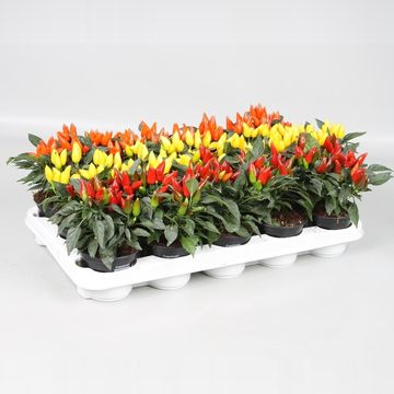 Capsicum annuum SALSA MIX