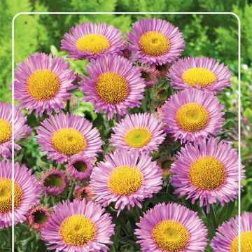 Erigeron glaucus 'Sea Breeze'