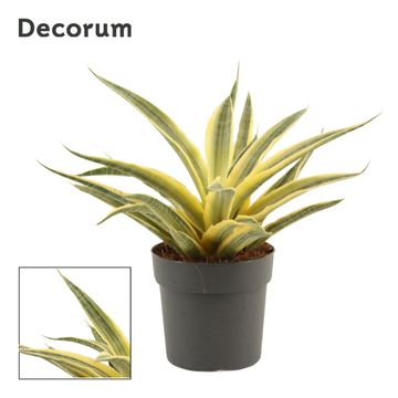 Sansevieria 'Siam Gold'