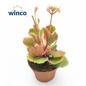 Kalanchoe 'Variegata Multicolor'