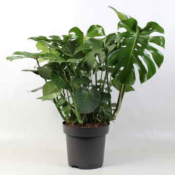 Monstera deliciosa