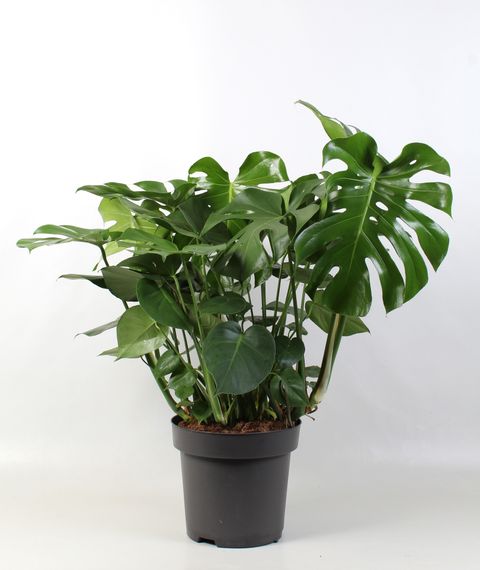 Monstera deliciosa