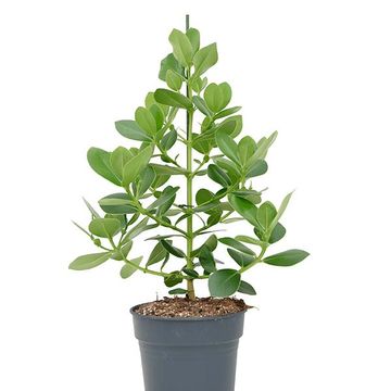 Clusia rosea 'Princess'