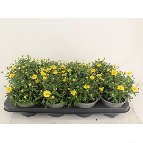 Argyranthemum frutescens MADEIRA CRESTED YELLOW