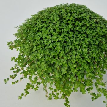 Soleirolia soleirolii